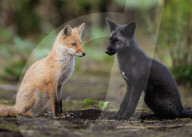 FEATURE - Ein Rotfuchsjunges spielt im Wald mit seinem "Schatten", einem Geschwisterchen mit schwarzem Fell