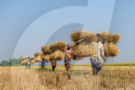 FEATURE -  Landwirte beim Dreschen und Bündeln von Reisgras