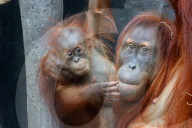 FEATURE - Eine Mutter und ein junger Orang-Utan kuscheln und spielen zusammen
