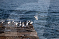 Odesa beach in winter