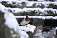 Stryiskyi Park in Lviv in winter
