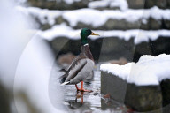 Stryiskyi Park in Lviv in winter