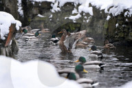 Stryiskyi Park in Lviv in winter