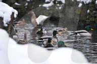 Stryiskyi Park in Lviv in winter