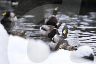 Stryiskyi Park in Lviv in winter