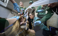 ZSL annual health check for Bhanu at London Zoo, London, UK.