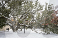 Houston Hit With Arctic Snow Storm