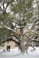 Houston Hit With Arctic Snow Storm