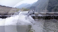 New robot dog at home in water