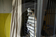 Dale's balcony in Kings Cross has become a refuge for injured birds, but the healing goes both ways.