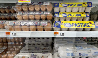 Avian flu, inflation at root of 63% increase in price of eggs