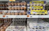 Avian flu, inflation at root of 63% increase in price of eggs