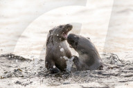 FEATURE - SN_OTTER_SPLASH_01