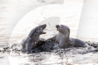 FEATURE - SN_OTTER_SPLASH_03