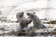 FEATURE - SN_OTTER_SPLASH_04