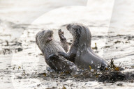 FEATURE - SN_OTTER_SPLASH_06