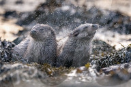 FEATURE - SN_OTTER_SPLASH_08_2