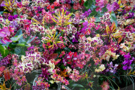 Kew Orchids Festival: Peru at Kew Gardens, Princess of Wales Conservatory, London, UK.