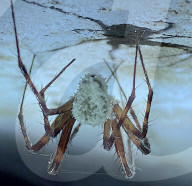 Zombie spider fungus discovered