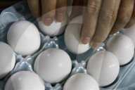 Illustrative Images, Egg Production Crisis
