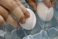 Illustrative Images, Egg Production Crisis