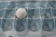 Illustrative Images, Egg Production Crisis