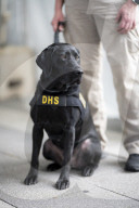 Dogs on the frontlines of keeping Super Bowl LIX safe