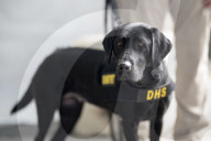 Dogs on the frontlines of keeping Super Bowl LIX safe