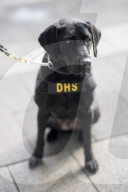 Dogs on the frontlines of keeping Super Bowl LIX safe