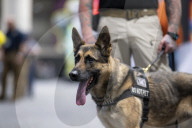 Dogs on the frontlines of keeping Super Bowl LIX safe