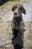 Dogs on the frontlines of keeping Super Bowl LIX safe