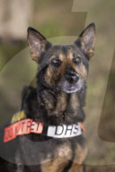 Dogs on the frontlines of keeping Super Bowl LIX safe