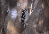 Alberta Winter Birds
