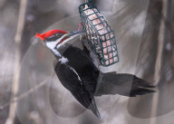 Alberta Winter Birds