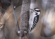Alberta Winter Birds