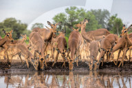 FEATURE - SN_0959183732