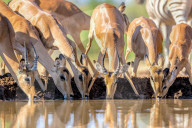 FEATURE - SN_0959183758