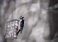 Alberta Winter Birds