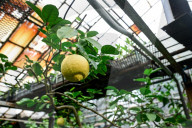 Greenhouses of Zaporizhzhia Botanical Garden restored after Russian attacks