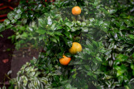 Greenhouses of Zaporizhzhia Botanical Garden restored after Russian attacks