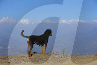 Climate Change: Absence Of Winter Rain And Snowfall Turns Nepal's Mountains Grey