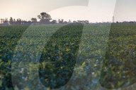 Soybean Field In Firmat, Argentina, After Heavy Rains