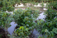 Soybean Field In Firmat, Argentina, After Heavy Rains