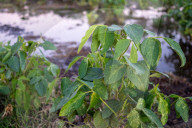 Soybean Field In Firmat, Argentina, After Heavy Rains
