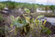Soybean Field In Firmat, Argentina, After Heavy Rains