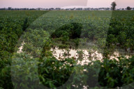 Soybean Field In Firmat, Argentina, After Heavy Rains