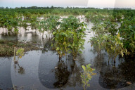 Soybean Field In Firmat, Argentina, After Heavy Rains