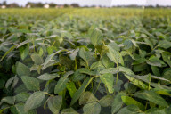 Soybean Field In Firmat, Argentina, After Heavy Rains