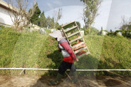 Strawberry Fields In Indonesia