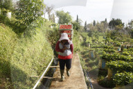 Strawberry Fields In Indonesia